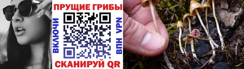 Купить  Тара  Псилоцибиновые грибы ЛСД 